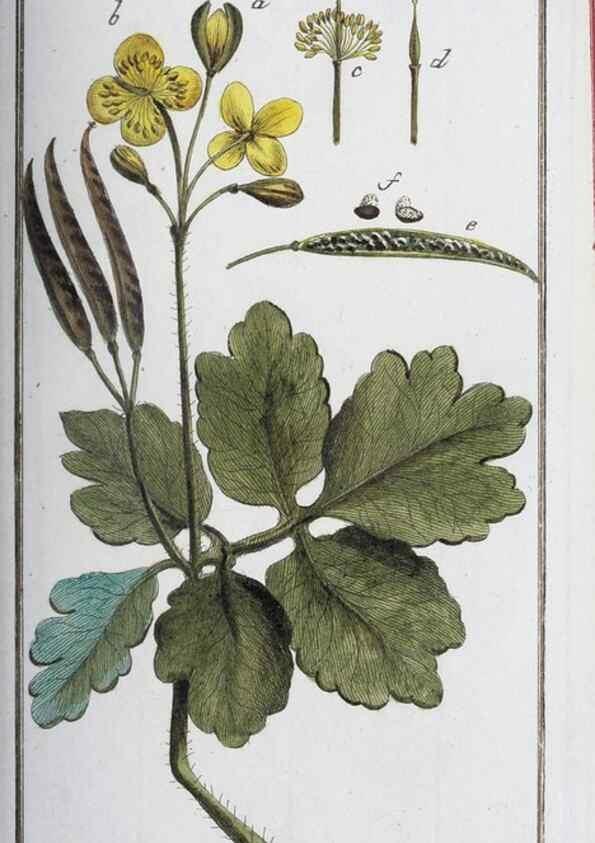 Reproducción/Reproduction 32237225617: Icones plantarum medicinalium.. Nürnberg :auf Kosten der Raspischen Buchhandlung,1779-1790. 