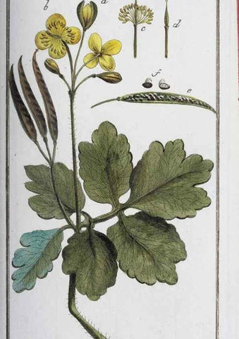 Reproducción/Reproduction 32237225617: Icones plantarum medicinalium.. Nürnberg :auf Kosten der Raspischen Buchhandlung,1779-1790. 
