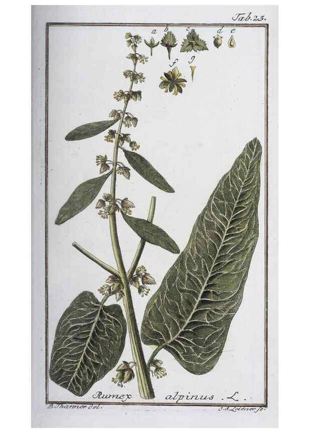 Reproducción/Reproduction 33303684998: Icones plantarum medicinalium.. Nürnberg :auf Kosten der Raspischen Buchhandlung,1779-1790. 