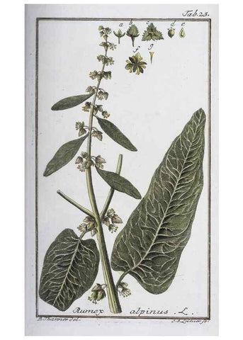 Reproducción/Reproduction 33303684998: Icones plantarum medicinalium.. Nürnberg :auf Kosten der Raspischen Buchhandlung,1779-1790. 