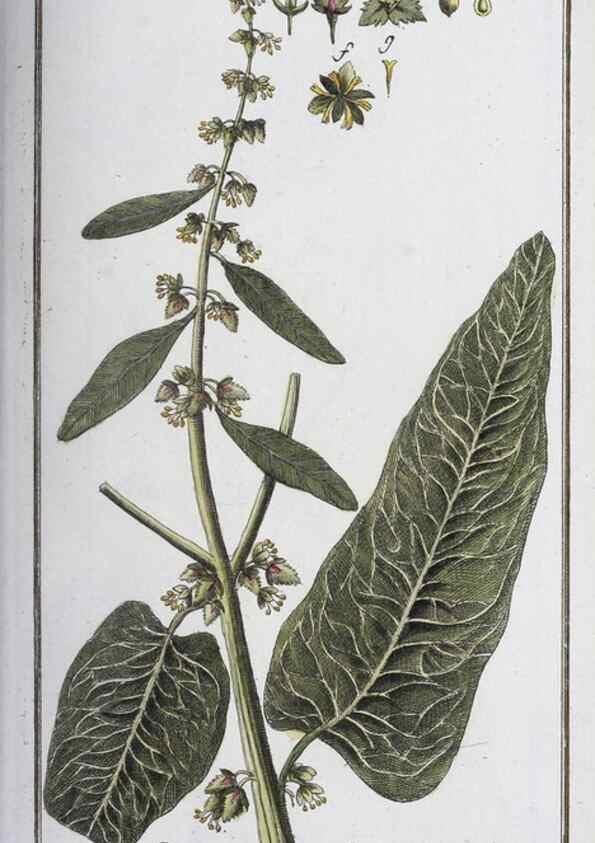 Reproducción/Reproduction 33303684998: Icones plantarum medicinalium.. Nürnberg :auf Kosten der Raspischen Buchhandlung,1779-1790. 