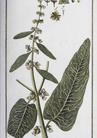 Reproducción/Reproduction 33303684998: Icones plantarum medicinalium.. Nürnberg :auf Kosten der Raspischen Buchhandlung,1779-1790. 