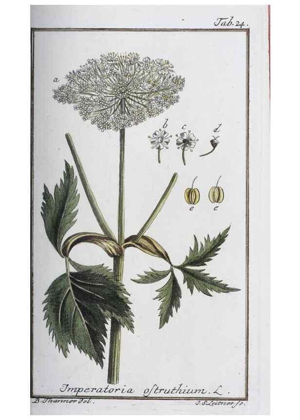 Reproducción/Reproduction 40214145763: Icones plantarum medicinalium.. Nürnberg :auf Kosten der Raspischen Buchhandlung,1779-1790. 