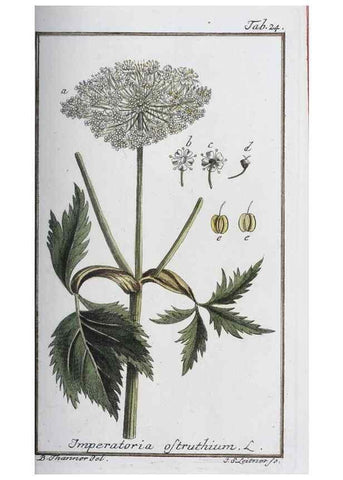 Reproducción/Reproduction 40214145763: Icones plantarum medicinalium.. Nürnberg :auf Kosten der Raspischen Buchhandlung,1779-1790. 