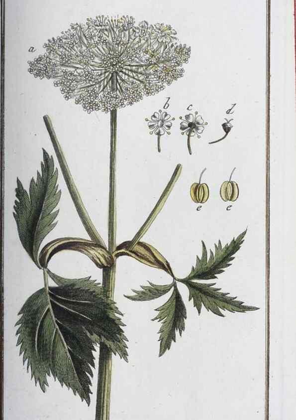 Reproducción/Reproduction 40214145763: Icones plantarum medicinalium.. Nürnberg :auf Kosten der Raspischen Buchhandlung,1779-1790. 