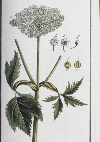 Reproducción/Reproduction 40214145763: Icones plantarum medicinalium.. Nürnberg :auf Kosten der Raspischen Buchhandlung,1779-1790. 
