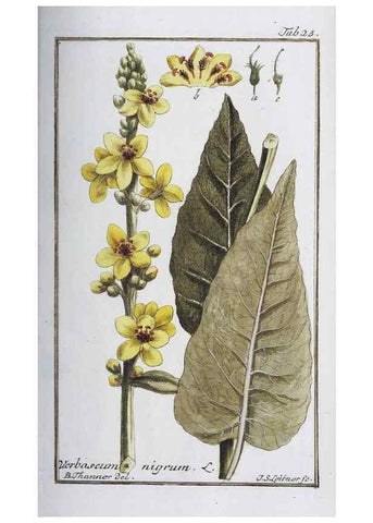 Reproducción/Reproduction 33303686098: Icones plantarum medicinalium.. Nürnberg :auf Kosten der Raspischen Buchhandlung,1779-1790. 