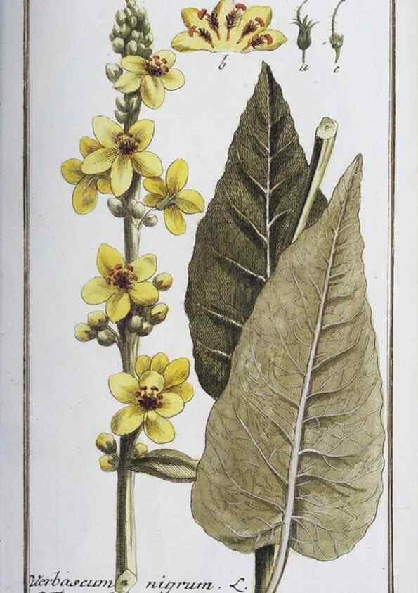 Reproducción/Reproduction 33303686098: Icones plantarum medicinalium.. Nürnberg :auf Kosten der Raspischen Buchhandlung,1779-1790. 