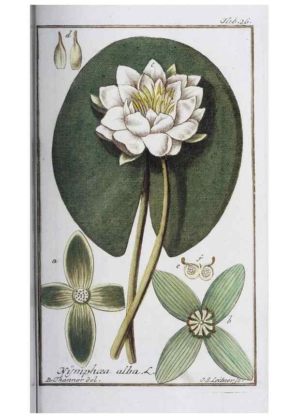 Reproducción/Reproduction 33303686788: Icones plantarum medicinalium.. Nürnberg :auf Kosten der Raspischen Buchhandlung,1779-1790. 