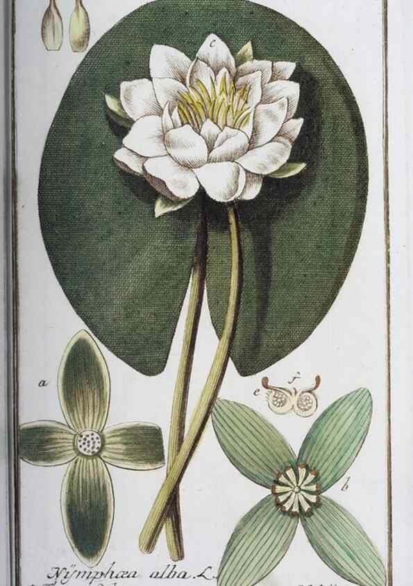 Reproducción/Reproduction 33303686788: Icones plantarum medicinalium.. Nürnberg :auf Kosten der Raspischen Buchhandlung,1779-1790. 