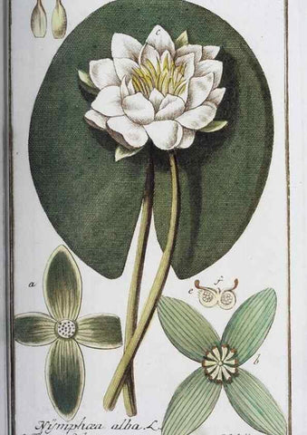 Reproducción/Reproduction 33303686788: Icones plantarum medicinalium.. Nürnberg :auf Kosten der Raspischen Buchhandlung,1779-1790. 