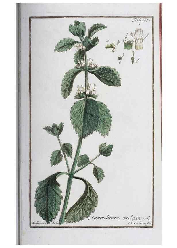 Reproducción/Reproduction 47127129502: Icones plantarum medicinalium.. Nürnberg :auf Kosten der Raspischen Buchhandlung,1779-1790. 