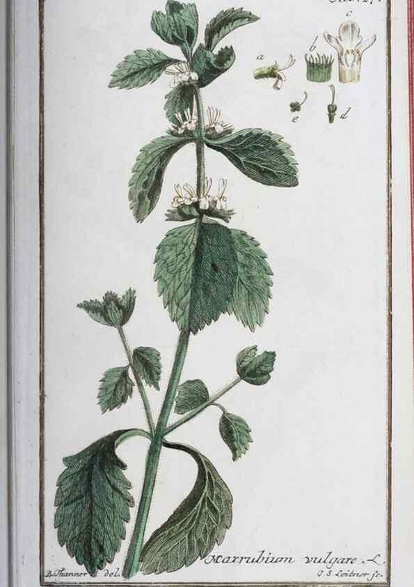 Reproducción/Reproduction 47127129502: Icones plantarum medicinalium.. Nürnberg :auf Kosten der Raspischen Buchhandlung,1779-1790. 
