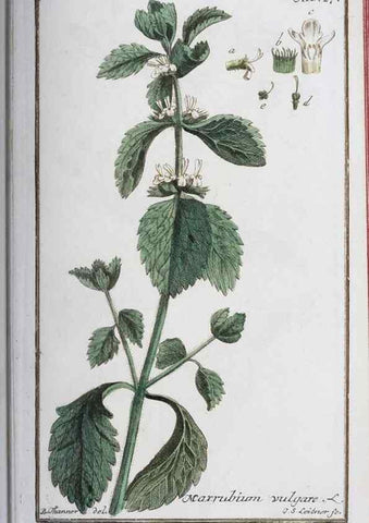 Reproducción/Reproduction 47127129502: Icones plantarum medicinalium.. Nürnberg :auf Kosten der Raspischen Buchhandlung,1779-1790. 
