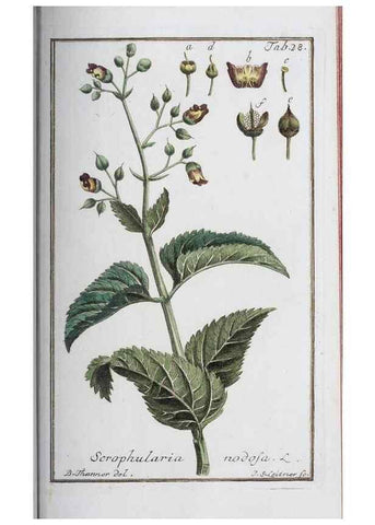 Reproducción/Reproduction 33303687978: Icones plantarum medicinalium.. Nürnberg :auf Kosten der Raspischen Buchhandlung,1779-1790. 