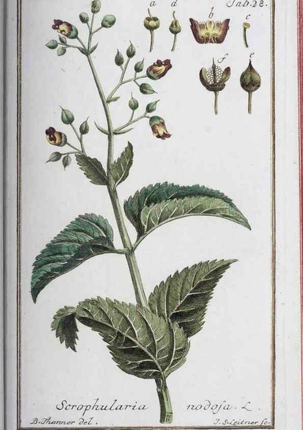 Reproducción/Reproduction 33303687978: Icones plantarum medicinalium.. Nürnberg :auf Kosten der Raspischen Buchhandlung,1779-1790. 