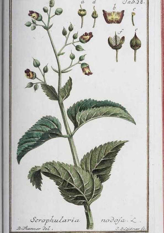 Reproducción/Reproduction 33303687978: Icones plantarum medicinalium.. Nürnberg :auf Kosten der Raspischen Buchhandlung,1779-1790. 