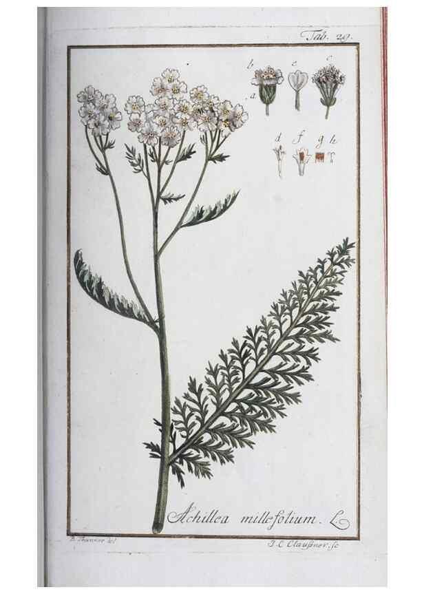 Reproducción/Reproduction 47178963881: Icones plantarum medicinalium.. Nürnberg :auf Kosten der Raspischen Buchhandlung,1779-1790. 
