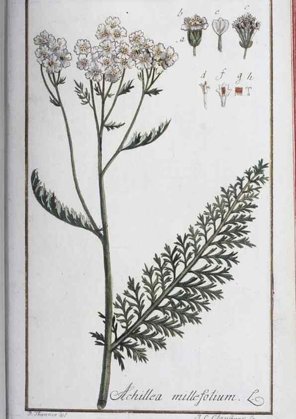 Reproducción/Reproduction 47178963881: Icones plantarum medicinalium.. Nürnberg :auf Kosten der Raspischen Buchhandlung,1779-1790. 