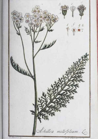 Reproducción/Reproduction 47178963881: Icones plantarum medicinalium.. Nürnberg :auf Kosten der Raspischen Buchhandlung,1779-1790. 