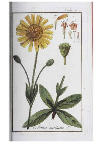 Reproducción/Reproduction 40214150763: Icones plantarum medicinalium.. Nürnberg :auf Kosten der Raspischen Buchhandlung,1779-1790. 
