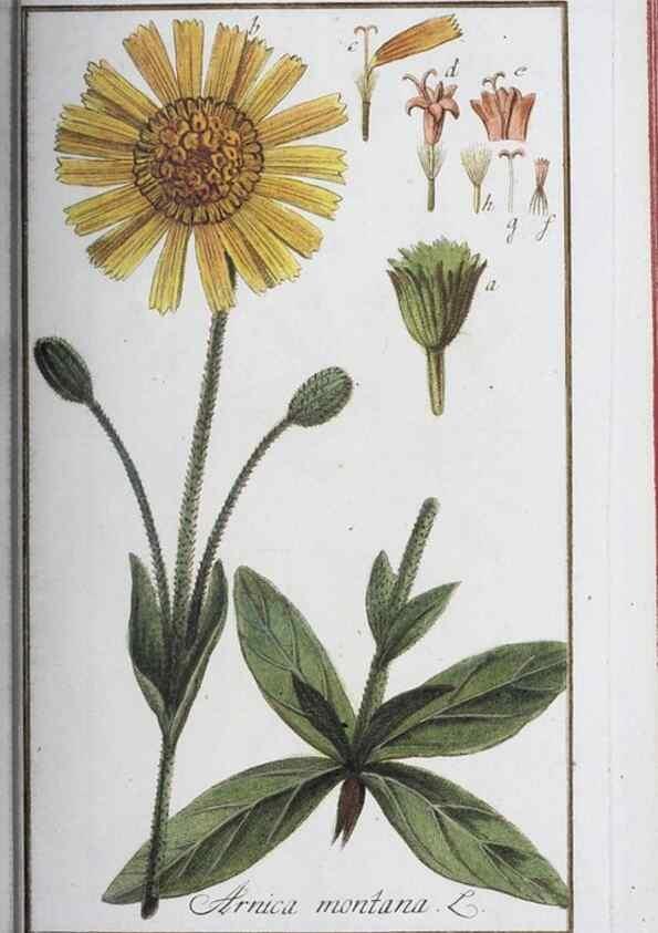 Reproducción/Reproduction 40214150763: Icones plantarum medicinalium.. Nürnberg :auf Kosten der Raspischen Buchhandlung,1779-1790. 
