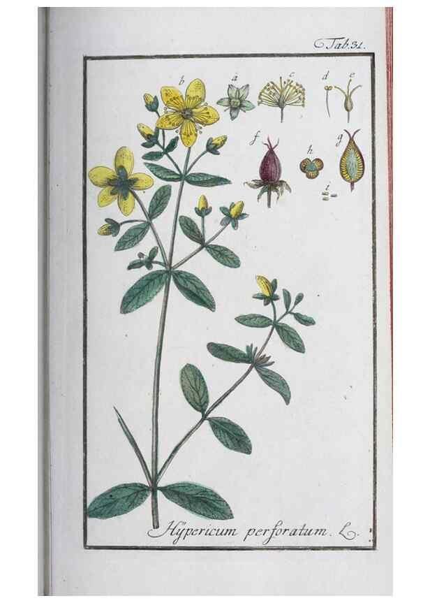 Reproducción/Reproduction 32237236227: Icones plantarum medicinalium.. Nürnberg :auf Kosten der Raspischen Buchhandlung,1779-1790. 