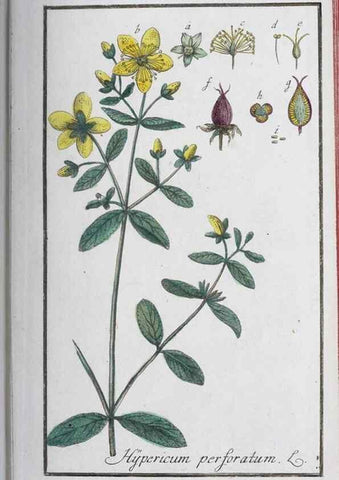 Reproducción/Reproduction 32237236227: Icones plantarum medicinalium.. Nürnberg :auf Kosten der Raspischen Buchhandlung,1779-1790. 
