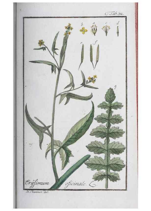 Reproducción/Reproduction 47127136752: Icones plantarum medicinalium.. Nürnberg :auf Kosten der Raspischen Buchhandlung,1779-1790. 