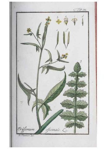 Reproducción/Reproduction 47127136752: Icones plantarum medicinalium.. Nürnberg :auf Kosten der Raspischen Buchhandlung,1779-1790. 