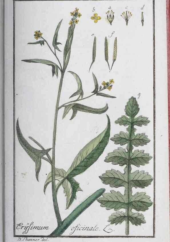 Reproducción/Reproduction 47127136752: Icones plantarum medicinalium.. Nürnberg :auf Kosten der Raspischen Buchhandlung,1779-1790. 