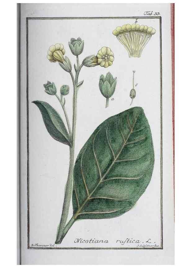 Reproducción/Reproduction 47178968141: Icones plantarum medicinalium.. Nürnberg :auf Kosten der Raspischen Buchhandlung,1779-1790. 