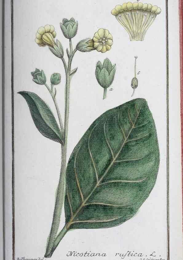 Reproducción/Reproduction 47178968141: Icones plantarum medicinalium.. Nürnberg :auf Kosten der Raspischen Buchhandlung,1779-1790. 