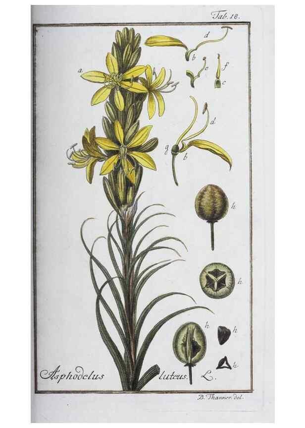Reproducción/Reproduction 40214141403: Icones plantarum medicinalium.. Nürnberg :auf Kosten der Raspischen Buchhandlung,1779-1790. 