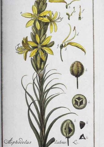 Reproducción/Reproduction 40214141403: Icones plantarum medicinalium.. Nürnberg :auf Kosten der Raspischen Buchhandlung,1779-1790. 