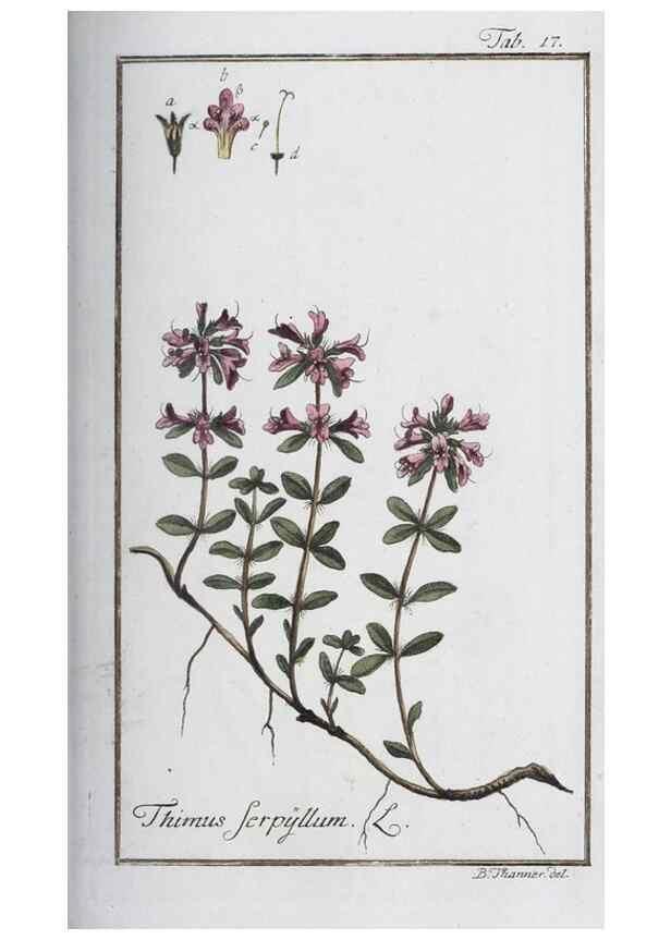 Reproducción/Reproduction 33303679448: Icones plantarum medicinalium.. Nürnberg :auf Kosten der Raspischen Buchhandlung,1779-1790. 