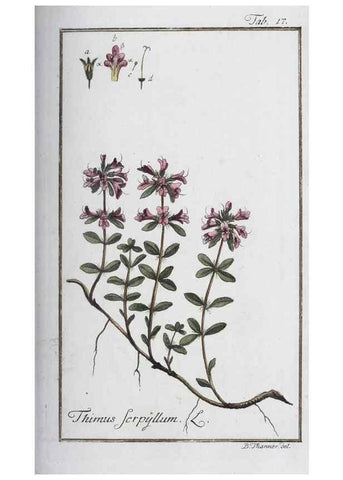 Reproducción/Reproduction 33303679448: Icones plantarum medicinalium.. Nürnberg :auf Kosten der Raspischen Buchhandlung,1779-1790. 