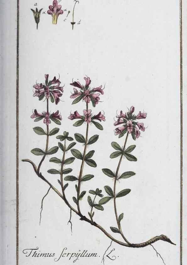 Reproducción/Reproduction 33303679448: Icones plantarum medicinalium.. Nürnberg :auf Kosten der Raspischen Buchhandlung,1779-1790. 