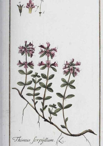 Reproducción/Reproduction 33303679448: Icones plantarum medicinalium.. Nürnberg :auf Kosten der Raspischen Buchhandlung,1779-1790. 