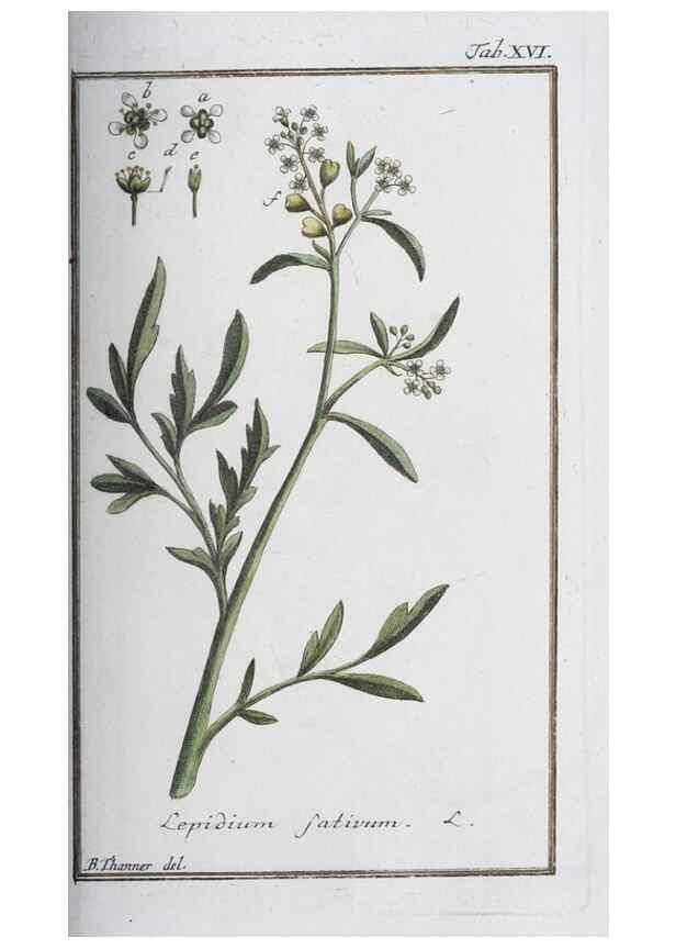 Reproducción/Reproduction 32237221247: Icones plantarum medicinalium.. Nürnberg :auf Kosten der Raspischen Buchhandlung,1779-1790. 