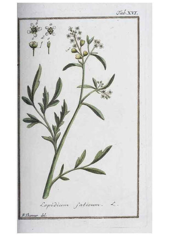 Reproducción/Reproduction 32237221247: Icones plantarum medicinalium.. Nürnberg :auf Kosten der Raspischen Buchhandlung,1779-1790. 
