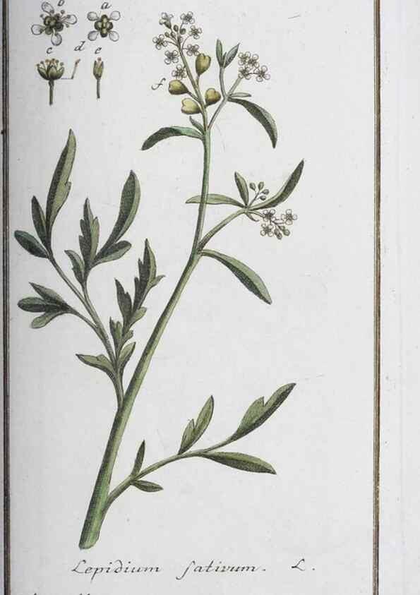 Reproducción/Reproduction 32237221247: Icones plantarum medicinalium.. Nürnberg :auf Kosten der Raspischen Buchhandlung,1779-1790. 