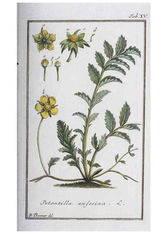 Reproducción/Reproduction 46455476554: Icones plantarum medicinalium.. Nürnberg :auf Kosten der Raspischen Buchhandlung,1779-1790. 