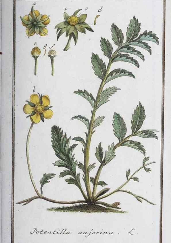 Reproducción/Reproduction 46455476554: Icones plantarum medicinalium.. Nürnberg :auf Kosten der Raspischen Buchhandlung,1779-1790. 