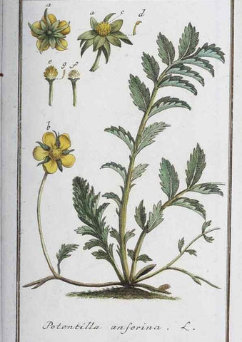 Reproducción/Reproduction 46455476554: Icones plantarum medicinalium.. Nürnberg :auf Kosten der Raspischen Buchhandlung,1779-1790. 