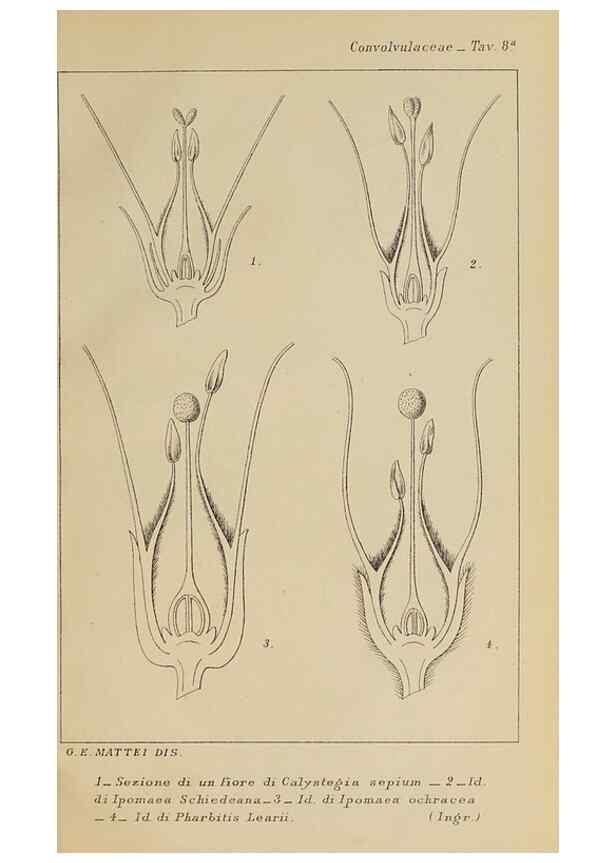Reproducción/Reproduction 47126236392: Convolvulacee /. Bologna :Società tipografica Azzoguidi,1887.. 