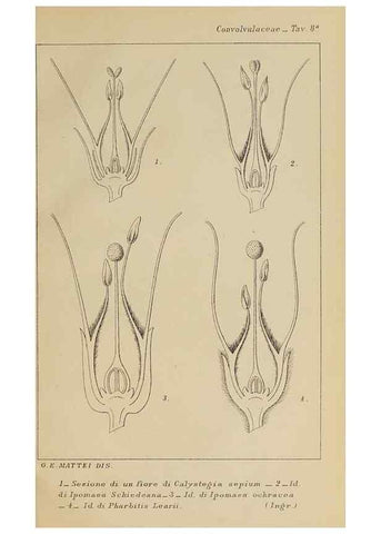 Reproducción/Reproduction 47126236392: Convolvulacee /. Bologna :Società tipografica Azzoguidi,1887.. 