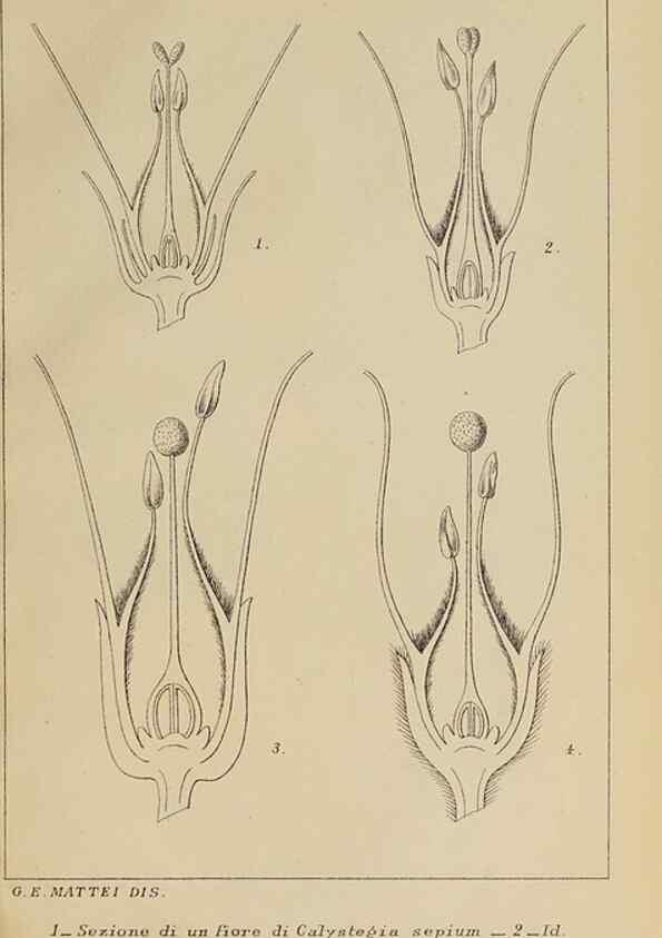 Reproducción/Reproduction 47126236392: Convolvulacee /. Bologna :Società tipografica Azzoguidi,1887.. 