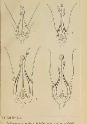 Reproducción/Reproduction 47126236392: Convolvulacee /. Bologna :Società tipografica Azzoguidi,1887.. 