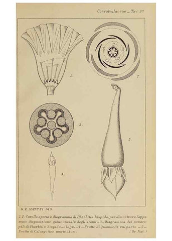 Reproducción/Reproduction 47126237322: Convolvulacee /. Bologna :Società tipografica Azzoguidi,1887.. 